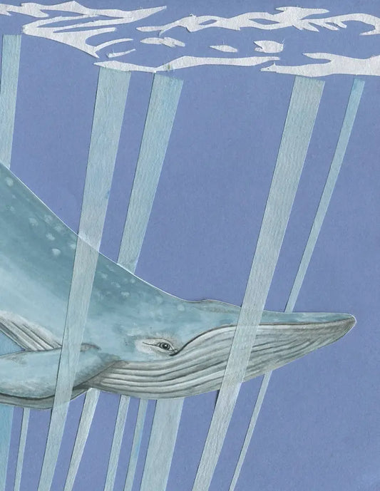 Ocean Mammals Greeting Card Box Set (Blank Inside) by Johanna Finnegan-Topitzer
