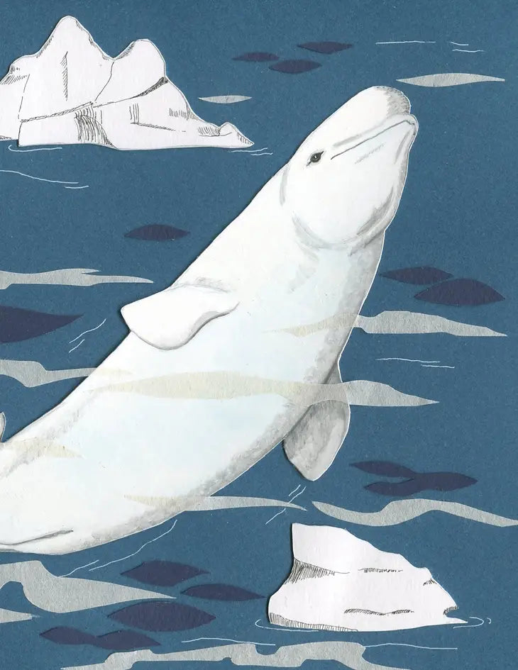 Ocean Mammals Greeting Card Box Set (Blank Inside) by Johanna Finnegan-Topitzer