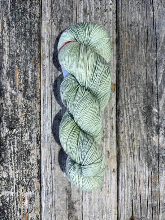 Eastport: Lichen