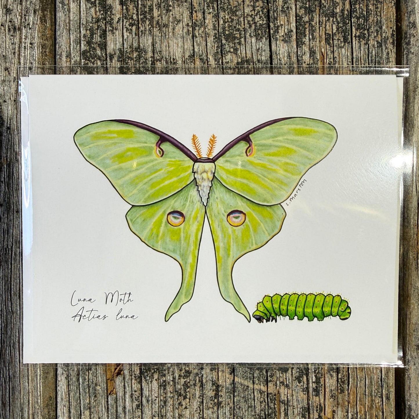 Luna Wings - Greeting Card by 3 Legged Dog Ink - Maine Yarn & Fiber Supply