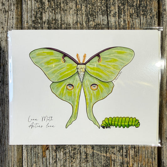 Luna Wings - Greeting Card by 3 Legged Dog Ink - Maine Yarn & Fiber Supply