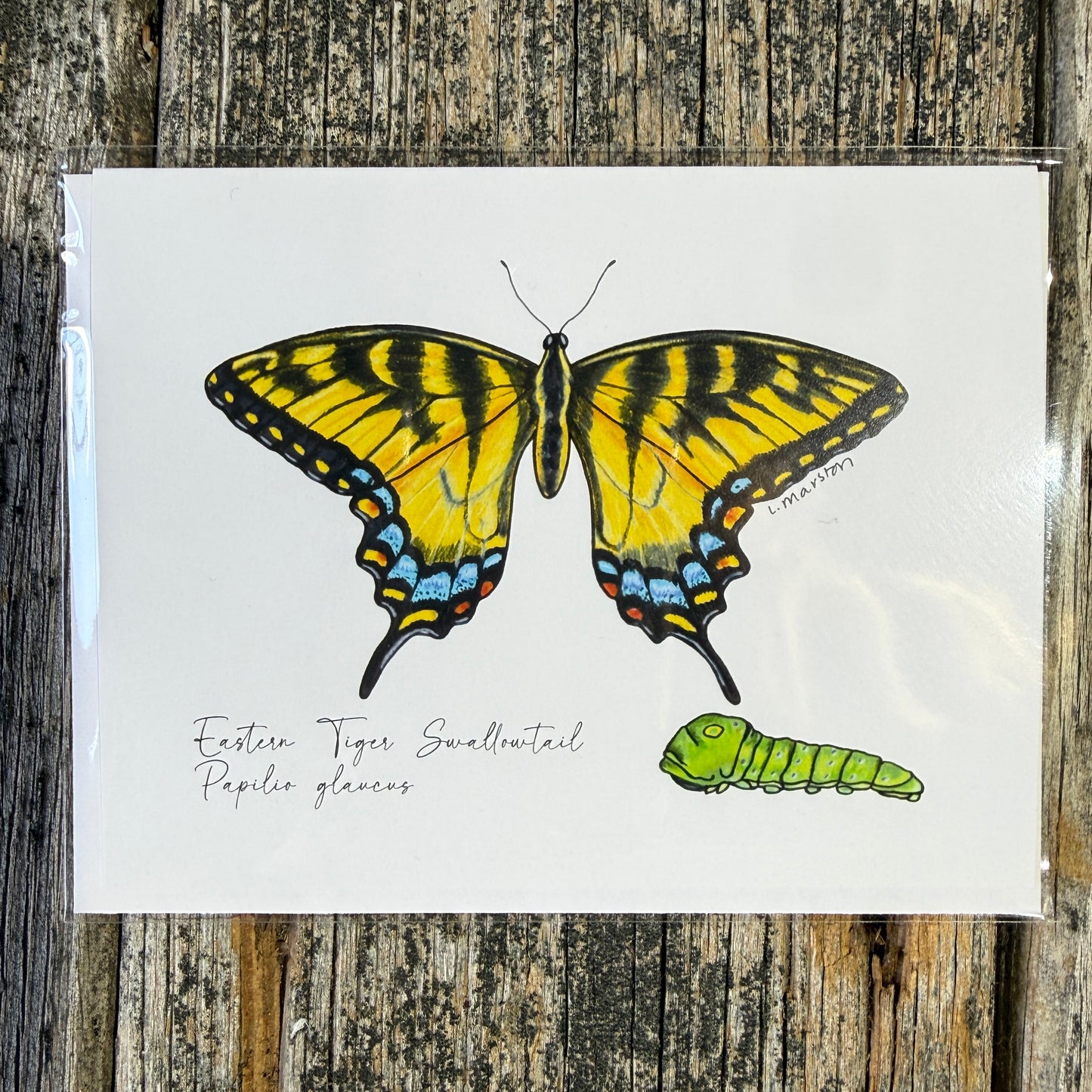 Swallowtail Wings - Greeting Card by 3 Legged Dog Ink - Maine Yarn & Fiber Supply