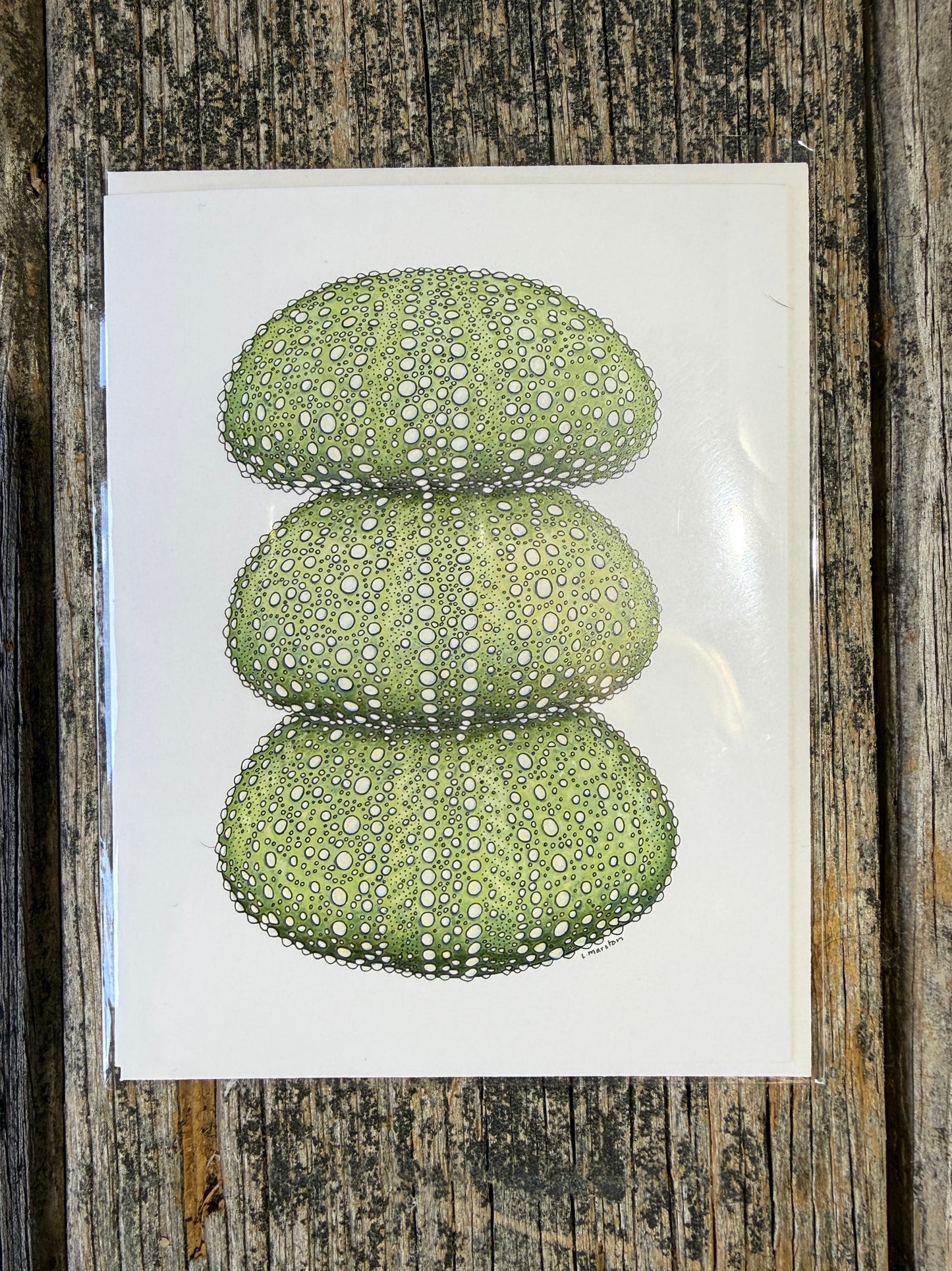 Urchin Stack - Greeting Card by 3 Legged Dog Ink - Maine Yarn & Fiber Supply
