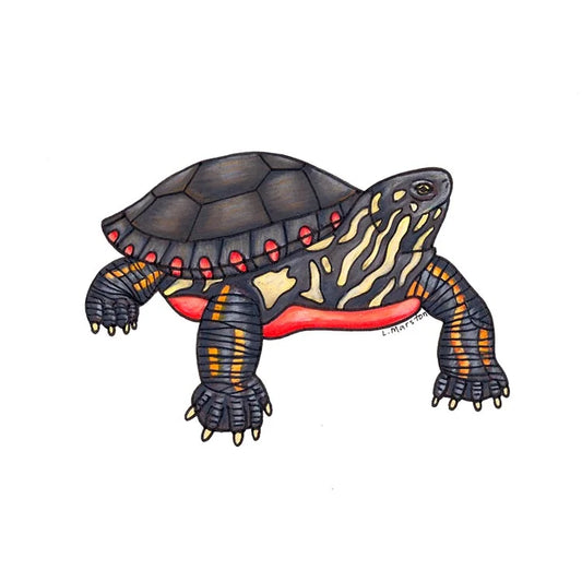 Turtle - Greeting Card by 3 Legged Dog Ink - Maine Yarn & Fiber Supply