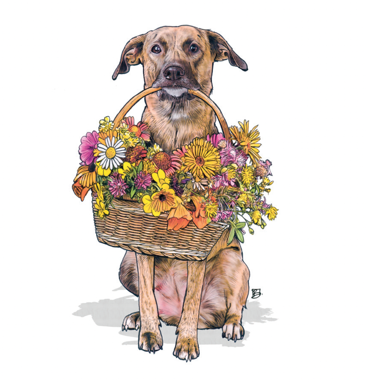 Apawlogy Gift Enclosure Greeting Card (blank inside) by Shawn Braley Illustration