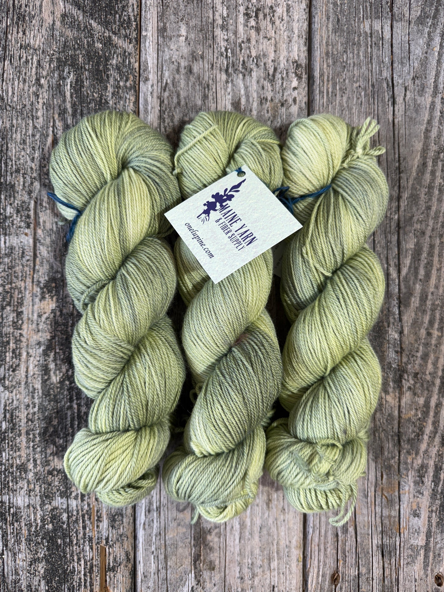 Casco: Lichen