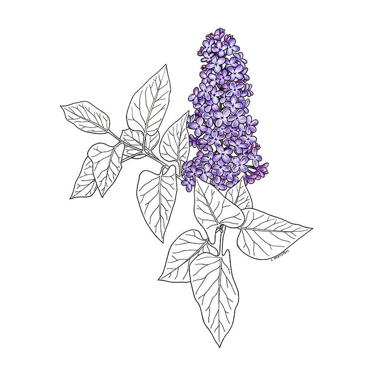 Lilac - Greeting Card by 3 Legged Dog Ink