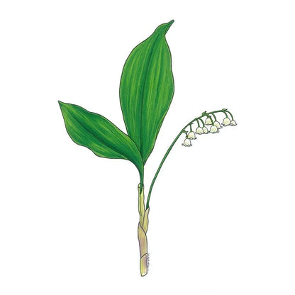 Lily of the Valley - Greeting Card by 3 Legged Dog Ink
