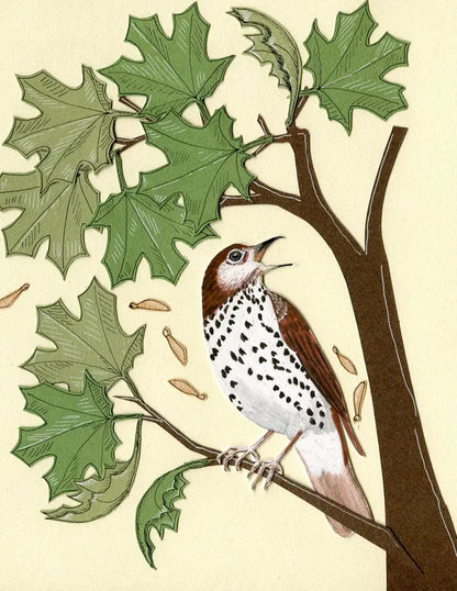 Wild Bird Greeting Card Box Set (Blank Inside) by Johanna Finnegan-Topitzer