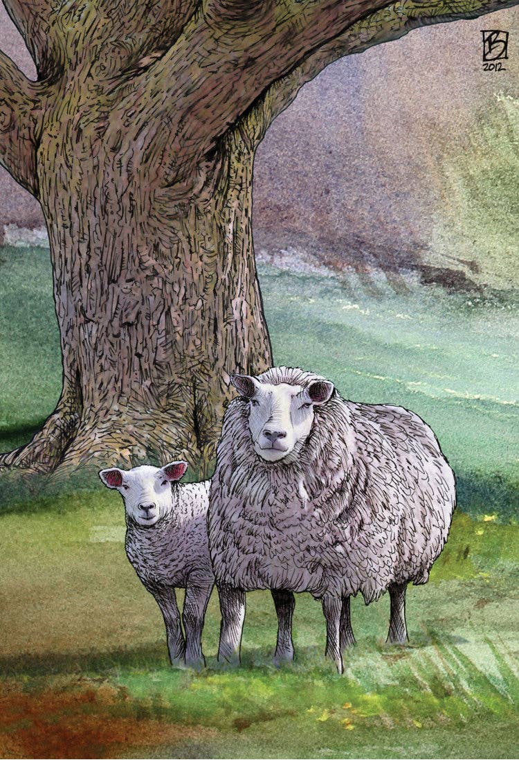 Ewe Two - Greeting Card (blank inside) by Shawn Braley Illustration